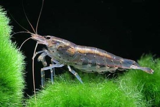 Image de Caridina multidentata
