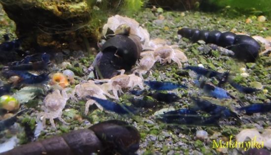 Image de Potamocypoda pugil
