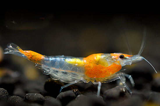 Image de Neocaridina davidi rili orange
