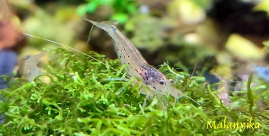 Image de Caridina multidentata  (japonica)