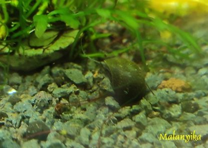 Image de Clithon sp  noir