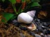 Image de Filopaludina martensis
