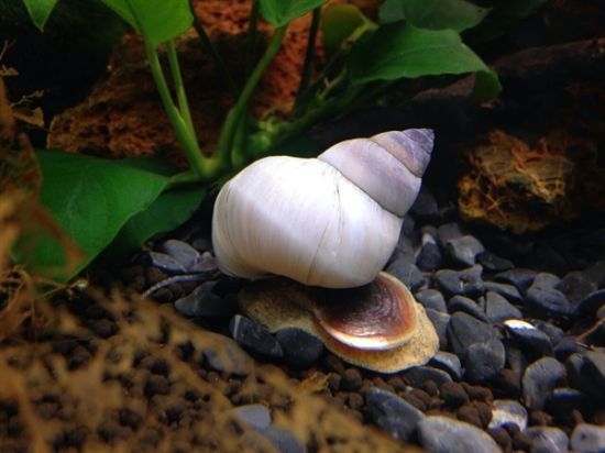 Image de Filopaludina martensis