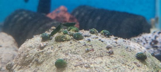 Image de theodoxus fluviatilis