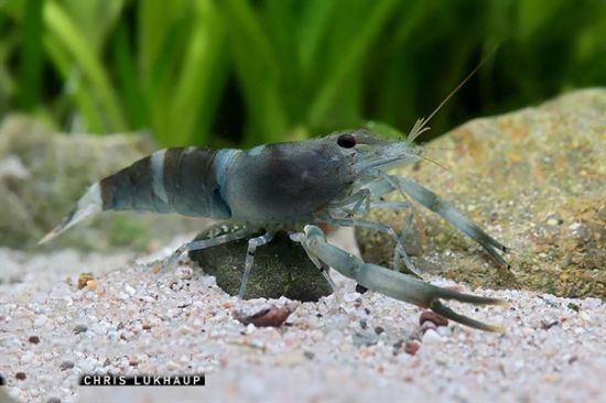 Image de Macrobrachium  Agwi bumble bee