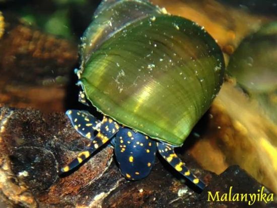 Image de Notopala sp blue berry