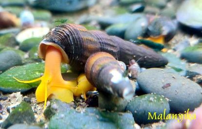 Image de Tylomelania sp Orange