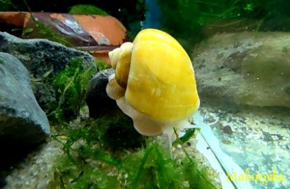Image de Ampullaria australis lemon