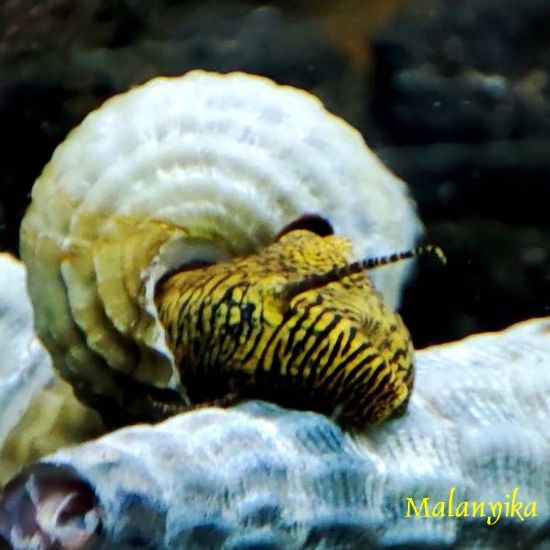 Image de Tylomelania marwotoae