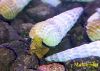 Image de Tylomelania marwotoae