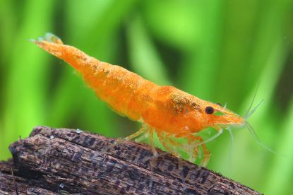 Image de Neocaridina davidi  orange pumpkin