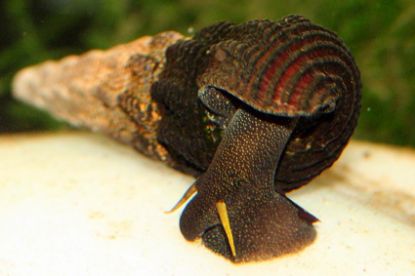Image de Tylomelania patriarchalis