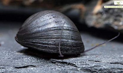 Image de Neritina pulligera