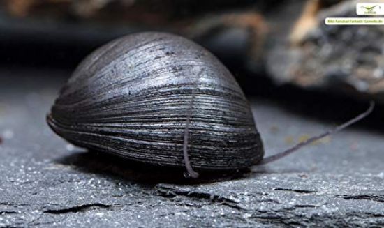 Image de Neritina pulligera