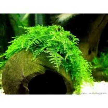 Image de Vesicularia montagnei 'Christmas Moss'