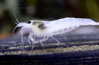 Image de Caridina multidentata  (japonica snow )