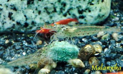 Image de Kit anti algue 1