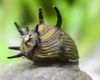 Image de Clithon sp  "sun snail"