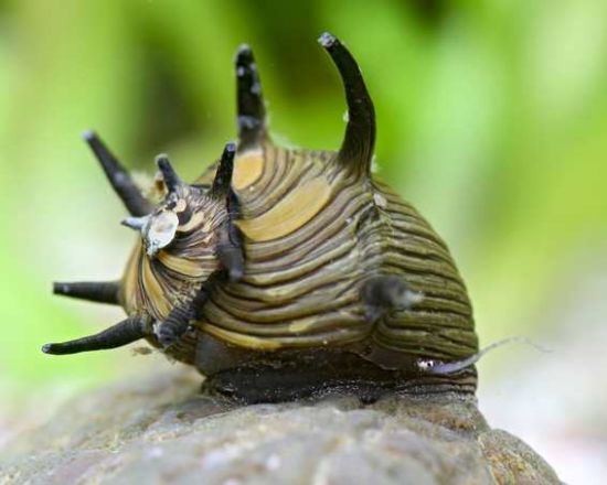 Image de Clithon sp  "sun snail"