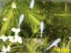 Image de Oryzia latipes platine