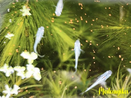 Image de Oryzia latipes platine