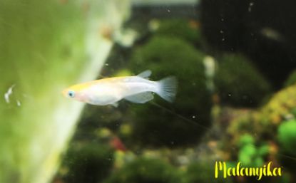 Image de Oryzia latipes orange white