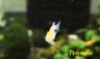 Image de Oryzia latipes orange white