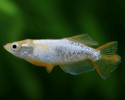 Image de Oryzia latipes  tumuki