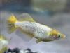 Image de Oryzia latipes  tumuki