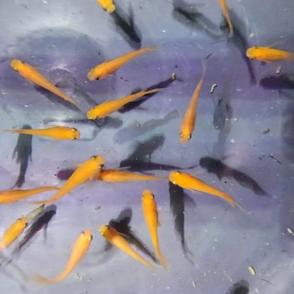 Image de Oryzia latipes orange