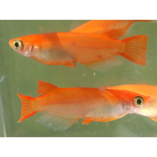 Image de Oryzia latipes red king