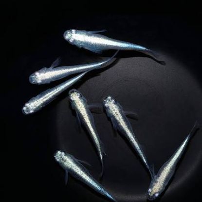 Image de Oryzia latipes platinum
