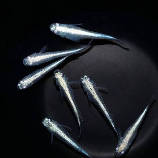 Image de Oryzia latipes platinum