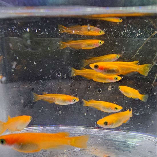 Image de Oryzia latipes  youkihi