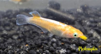 Image de Oryzia latipes red cliff