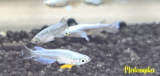 Image de oryzia latipes maria