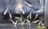 Image de oryzia latipes maria